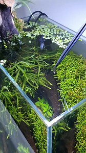 #aquarium #aquaristik #fishtok #fishtank #fish #fisch #betta #bettasplendens #kampffisch #pet #haustier #animal | Betta Fish