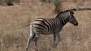 A zebra is walking through the African bush, nodding its head up and down and curling its lips in an attempt to get rid of the parasite botfly.