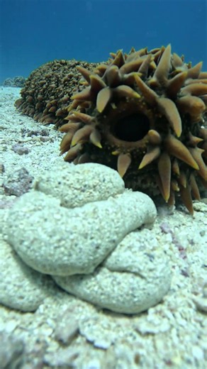 Spikey Sea CUCUMBER