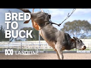 Bucking bull owners spend months training their bovines but few reach the rodeo arena | ABC Landline