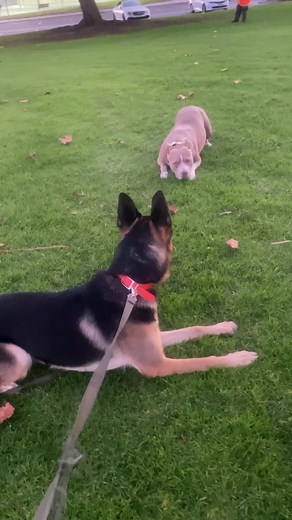 Playful Female Pitbull Socializing with Another Dog