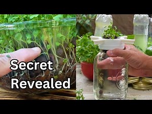 Learn How to Set It and Forget It Hydroponic Growing Microgreens and More