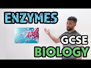 GCSE Biology - Enzymes Rap