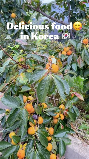 Delicious food in Korea 🍊 Persimmon (감)#short #music #koreanfood