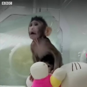 These identical long-tailed macaques are the first monkey clones, created in a Chinese laboratory. bbc.in/2n89M4B | BBC News