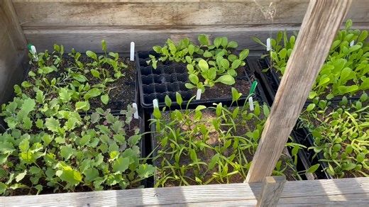 2.5K views · 16 reactions | How to Use a Cold Frame https://www.growveg.co.uk/guides/how-to-use-a-cold-frame/ | GrowVeg | Facebook