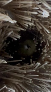 6.7K views · 159 reactions | Urchin Teeth Searching for some urchin...