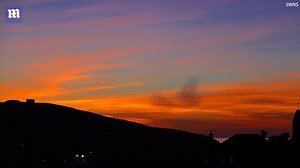 A flock of birds can be seen making a heart formation