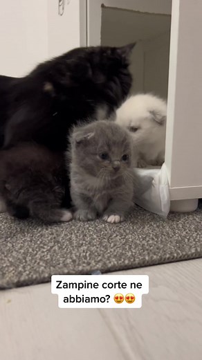 Playful Munchkin Kittens and Their Adorable Interactions