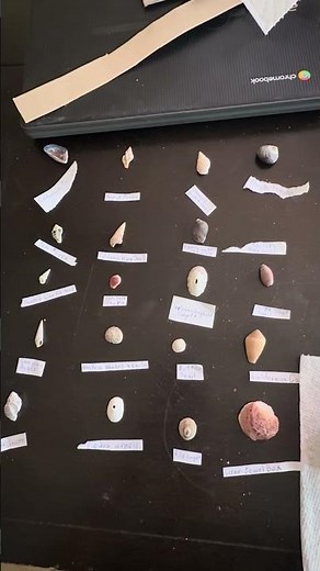 Seashell craft ideas to display your seashells! #diy #seashell #display #frame #trendy