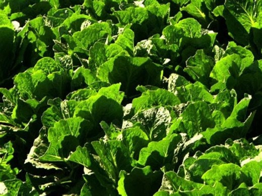 Lettuce - How It's Grown and Harvested
