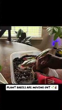 Potting up my Chinese evergreen￼ & Golden Pothos #plants