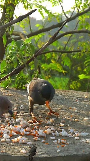 cat videos for cats to watch