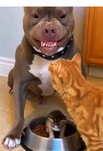 Don't Bully the Cat's Family: A Funny Tale