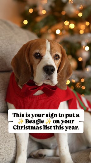This is your sign! 😉🐶😂 #basilthebeagle #dogsofinstagram #dogproblems #christmas #christmaswishlist #dogmomproblems #dogtok #londondogs #londondog #beagle #beagles #beaglelife #beagleclub #beaglepuppies #beaglepuppy #dogtalk #grumpybeaglesunited #reellife #reeldog #reelfun #reelsofinstagram #reeloftheday #funnyreels #funnyreel #funnydog #funnybeagle #comedy #dogcomedy | Basil Beagle