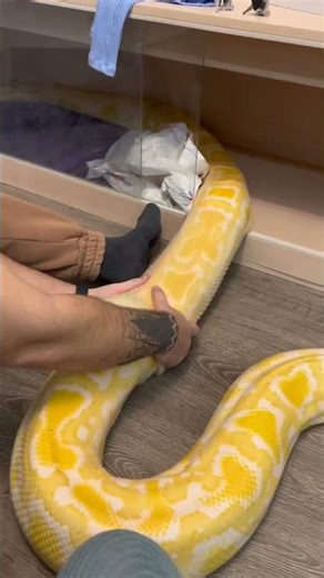 Satisfying python shed 😮