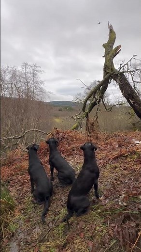 Picking up with Labrador Retrievers Driven Shooting Working Dogs Gundogs #labradorretriever #dog