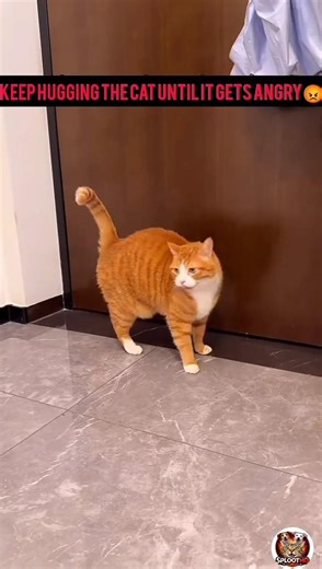 Disturbing My Cat: Level 1 to 10 Challenge! 🐈