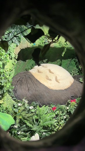 I spy with my little eye... Totoro sleeping in the tree! #GhibliASM #StudioGhibli #ArtScienceMuseum #Totoro #MyNeighbourTotoro