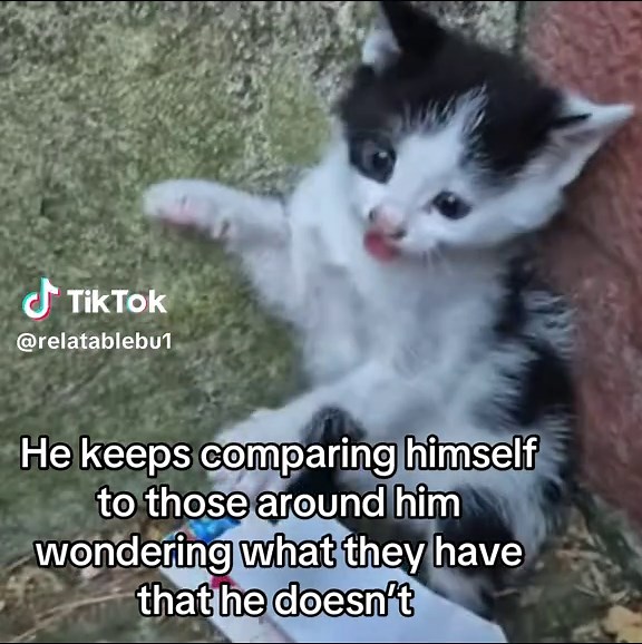 real #deep #real #fyp #cat #relateable | silly cat