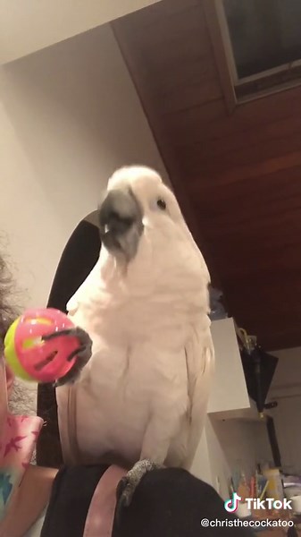 Excited Cockatoo Sings and Shakes!