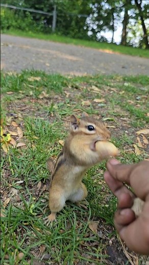 Quick Peanut Lunch - Chipmunk Sounds