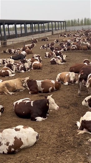 Building A Modern Cattle Farm With Steel Structure | Full Construction Journey