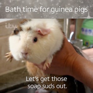 112K views · 1.3K reactions | Christmas prep got you a bit stressed? Guinea pigs make everything better ❤️ | ITV | Facebook