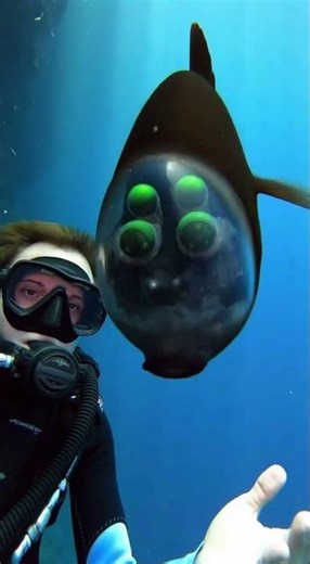 Dancing Eyes of the Barreleye #ocean #underwater #sea #beach #travel