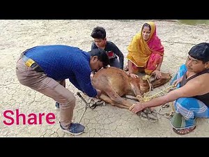 how to use burdizzo castrator for castration in calf l burdizzo castrator দ্বারা castration পদ্ধতি