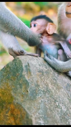Funny Monkeys Captured in Adorable Moments