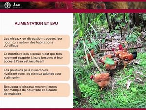 Nutrition et alimentation en aviculture familiale - Le système de divagation