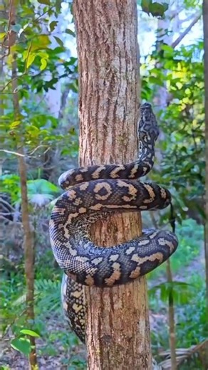 This snake has hundreds of bones in its body