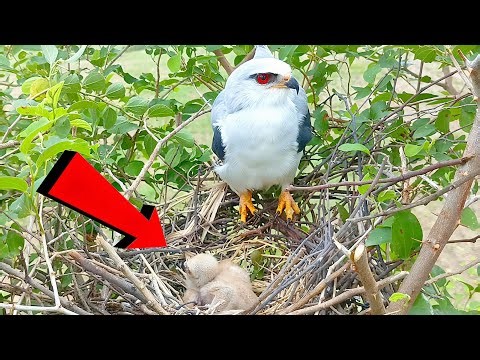 Eagle Chicks First Moments After Hatching Tiny Eagle Chicks in the Nest ‪@animalswithbirds‬