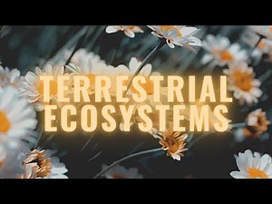 Ecosystem Types - Terrestrial Ecosystems Video Lecture | Biology for JAMB