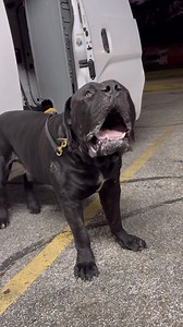 33K views · 442 reactions | Big Black Boerboel Barking boerboelpuppy.com Master of early puppyhood development. #Boerboel #BoerboelPuppies #BoerboelBreeder #BoerboelLove #AfricanMastiff #BestBoerboelBreeder #ExoticBoerboels #BoerboelLife #BoerboelNationboerboel | Boerboel Breeders Ohio | Facebook