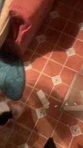 11K views · 588 reactions | Part 2 of tonight’s rescue. Thank you all for your kind donations  | Jack Russell Terrier Rescue UK | Facebook