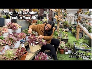 2 Ways of Propagating My Aeonium To produce more offspring