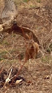 1.3M views · 5.6K reactions | Eagle attack Rabbit #wildanimals #animals #eagle #rabbit | Wild Animal Attack | Facebook