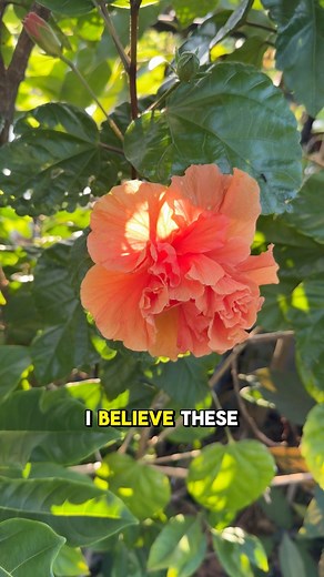 45K views · 1.5K reactions | The first step to propagating hibiscus Rosa flowers! Super easy!  | Judy Bao Garden | Facebook