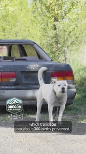 Last month, First Nations Veterinary provided their third spay/neuter clinic on the Warm Springs Reservation out of their mobile rig. Aiming to combat animal suffering and overpopulation, they completed 123 operations in just two days — all free to the Warm Springs community. The full story will air in our next season of “Oregon Field Guide.” 📝 by Jessie Sears/OPB 🎥 by LaRonn Katchia ✂️ by Jessie Sears/OPB | Oregon Field Guide