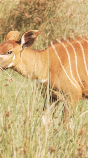 51K views · 892 reactions | Our special new arrival is one of the world’s rarest mammals 歷 Say hello to baby mountain bongo, Navari 勺 How cute are her big ears!? Only 50 mountain bongo now remain in a remote area of Kenya. That's why we're part of international efforts to translocate a number of these wonderful animals from zoos in Europe to Africa - helping to bring them back from the brink of extinction✈️ | Chester Zoo | Facebook