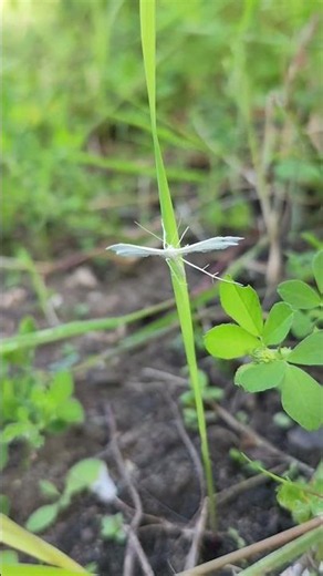The White Plume Moth | Pterophorus pentadactyla