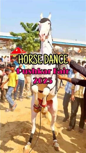 पुष्कर मेला घोड़ी नृत्य 💃😍 #shorts #horse #viral