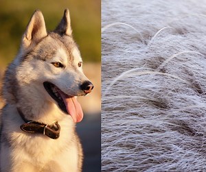 How to Get Rid of Husky Hair: Tips for a Fur-Free Home! - Planet Husky