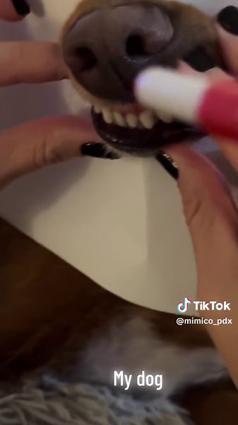 mimico_pdx (@mimico_pdx)’s videos with original sound - AGuyandAGolden