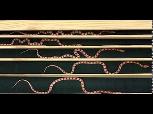 Concertina motion of snake