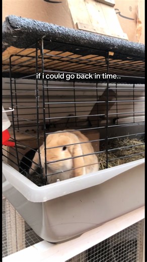 Caring for Baby Bunnies: A Guide