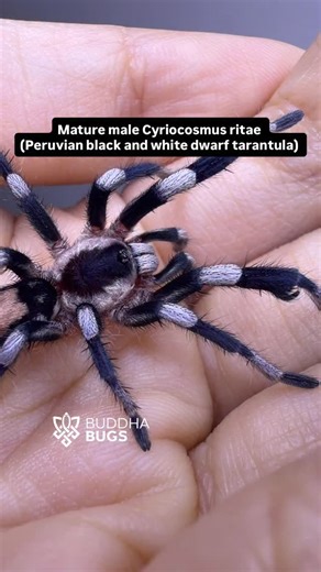 Buddha Bugs | The heavily contrasting colors and patterns on Cyriocosmus ritae, especially the mature males, are so nice. 😍 #tarantula #arachnid #spider | Instagram