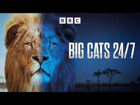 Big Cats 24/7 | BBC Select